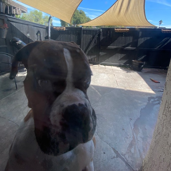 Meet your Posher, Joanluca - Picture 1 of 1